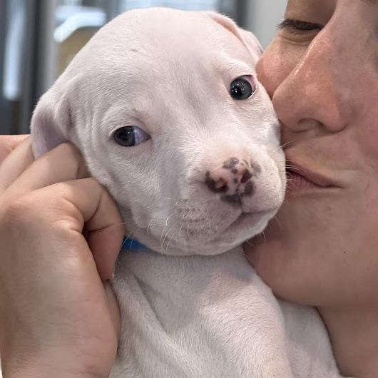 Ira, a Adoptable mixed breed in Griswold, CT image 4/6