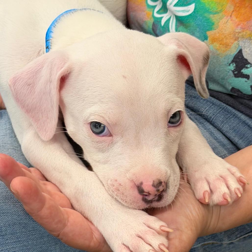 Ira, a Adoptable mixed breed in Griswold, CT image 5/6