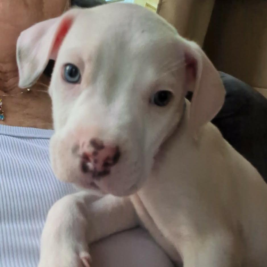 Ira, a Adoptable mixed breed in Griswold, CT image 6/6