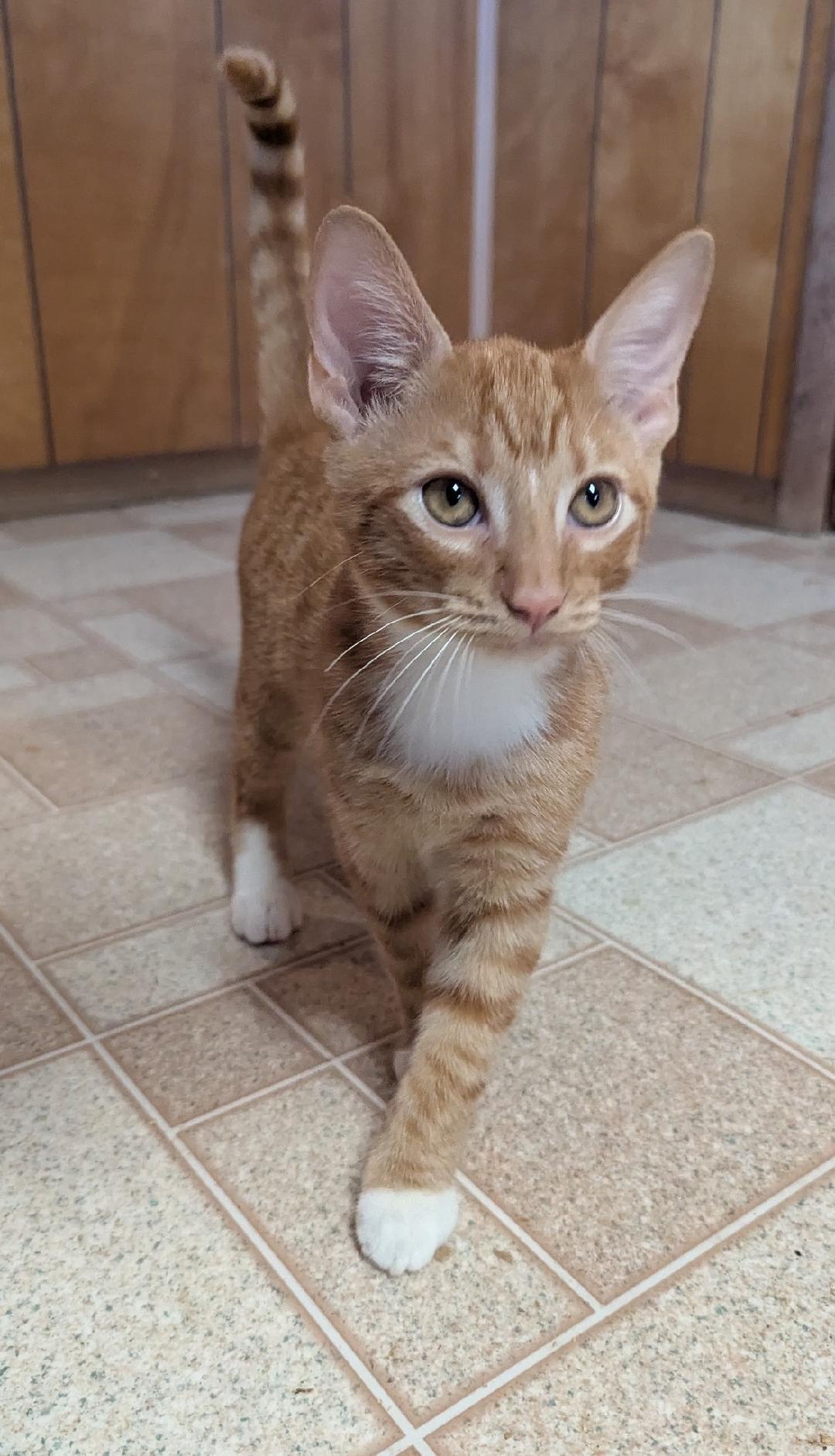 Enlarge Socks, a Adopted mixed breed in Huntsville, AL image 1/1