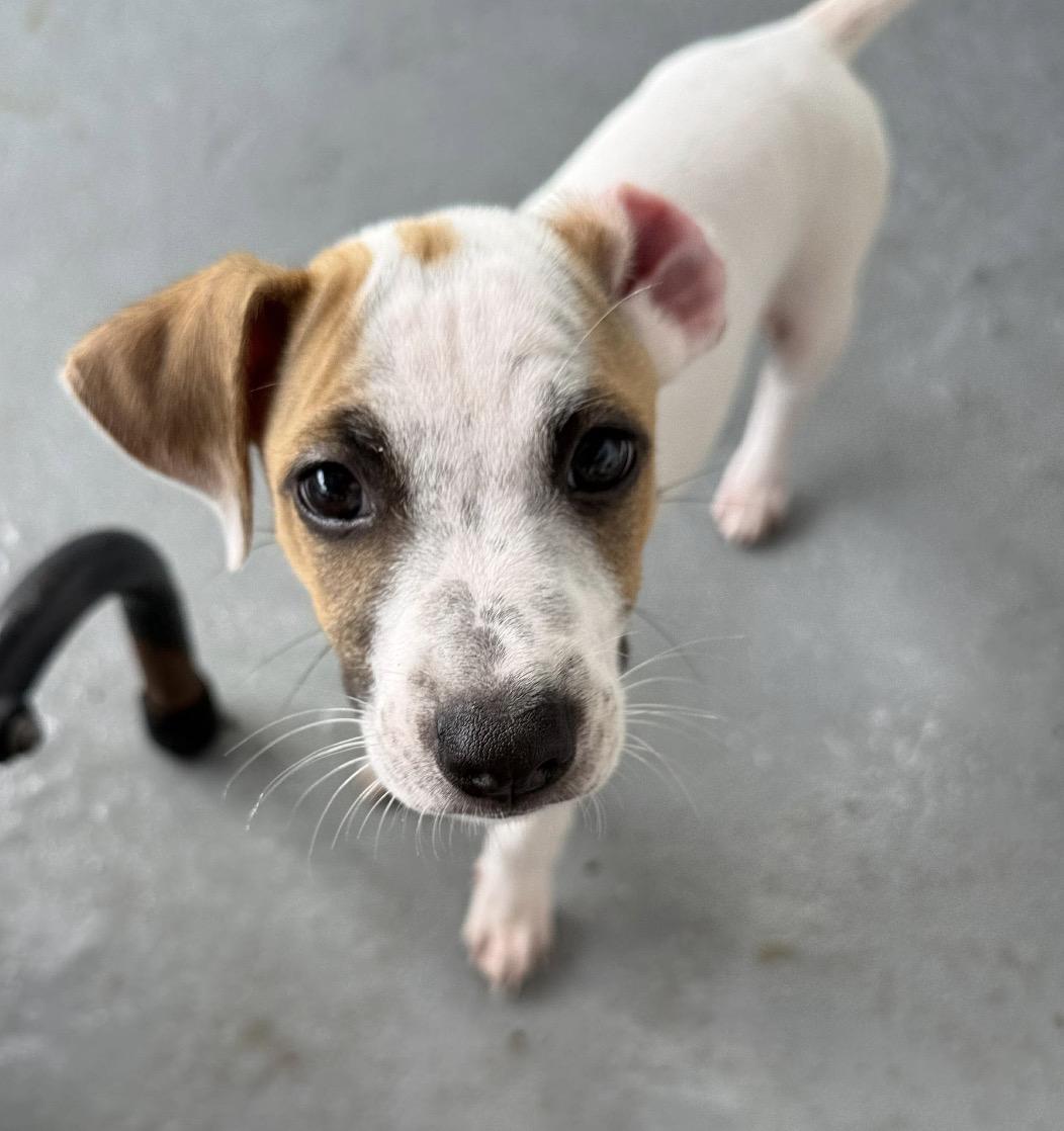 Marlin, Adoptable, Puppy Male Mixed Breed.