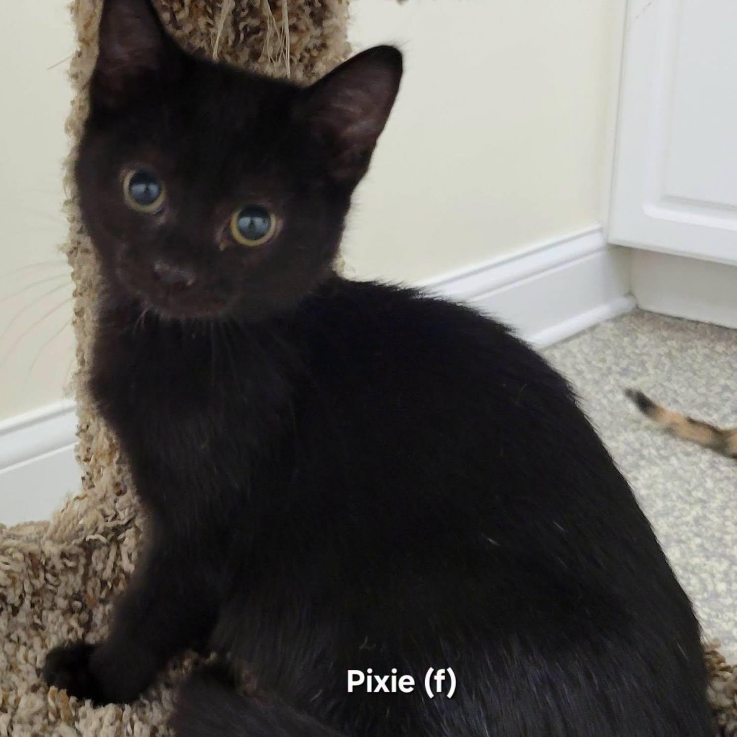 Pixie, Adopted, Kitten Female Domestic Short Hair.
