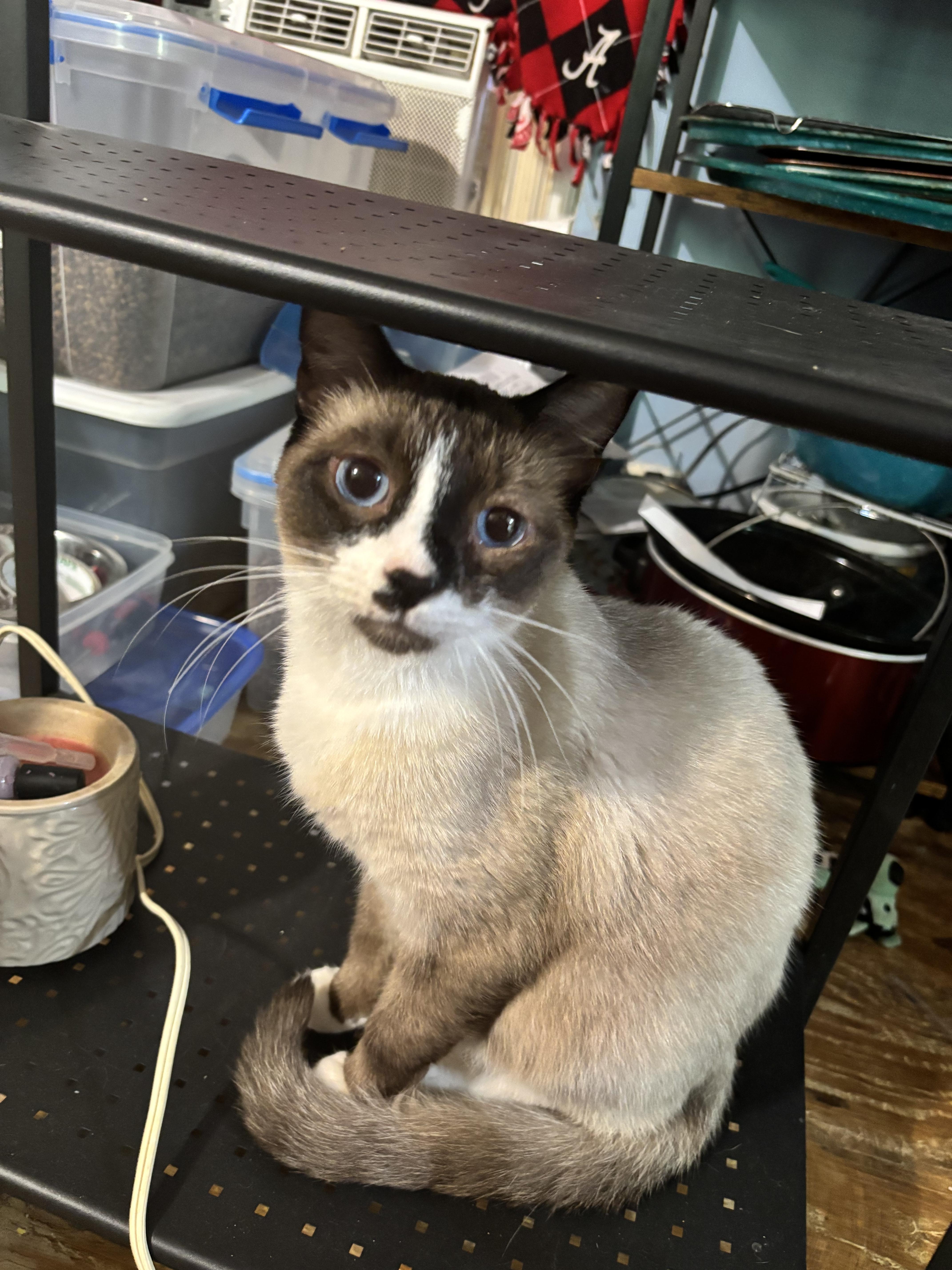 Enlarge Stitch, a Adoptable Siamese in Randolph, AL image 1/2