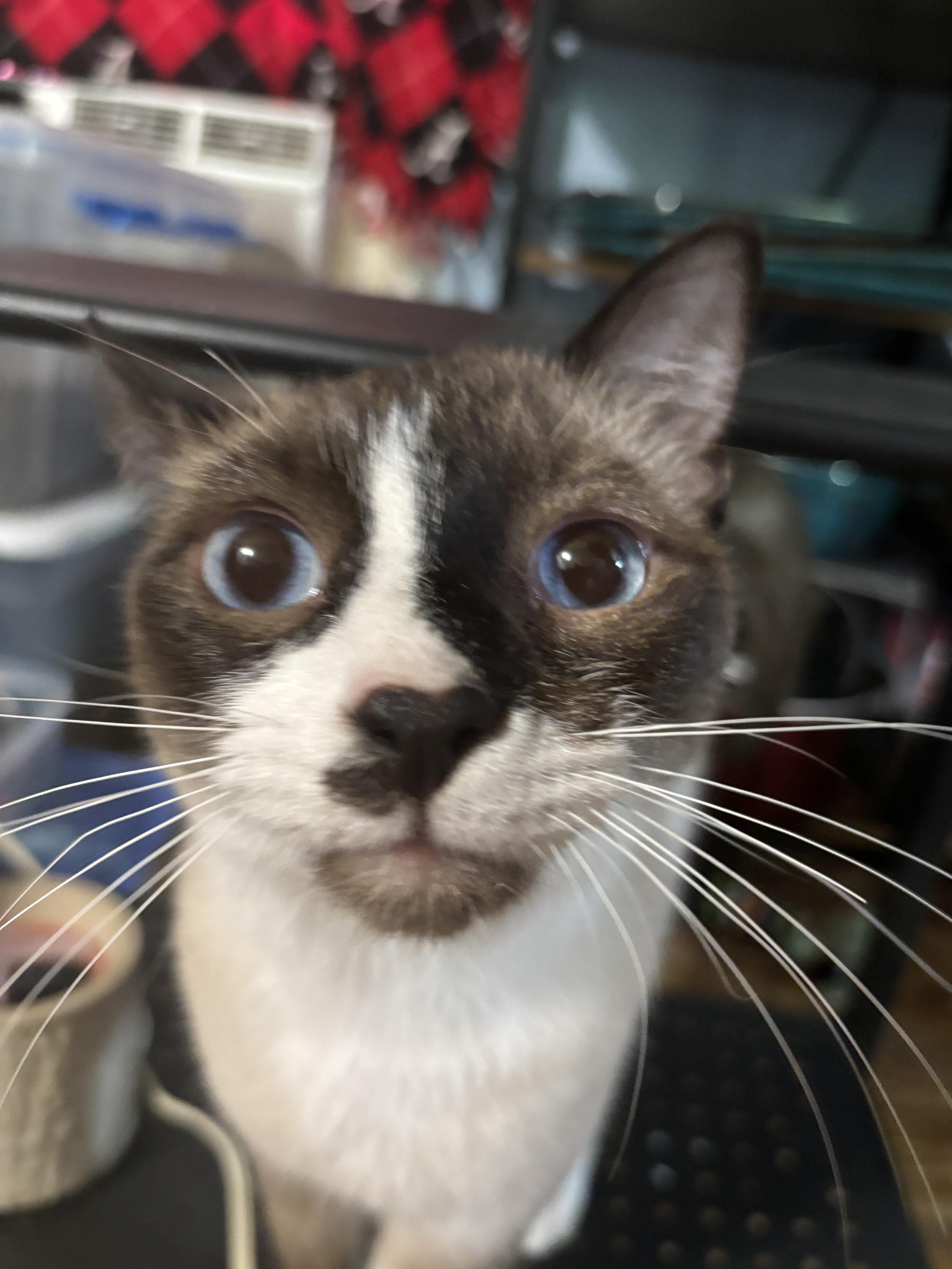 Enlarge Stitch, a Adoptable Siamese in Randolph, AL image 2/2