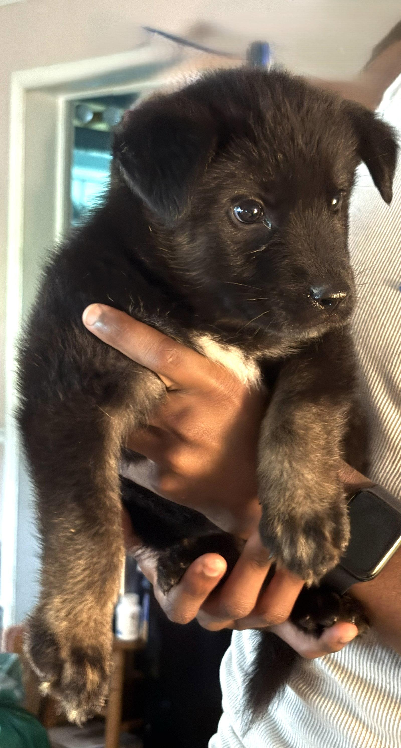 PENDING Anthony 12wks-NeuterContractRequired $250, a Adoptable mixed breed in Holly Hill, SC image 1/3