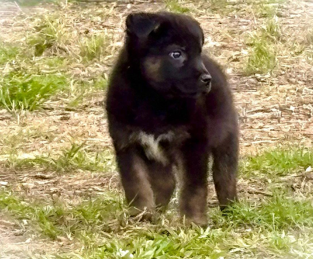 PENDING Anthony 12wks-NeuterContractRequired $250, a Adoptable mixed breed in Holly Hill, SC image 2/3