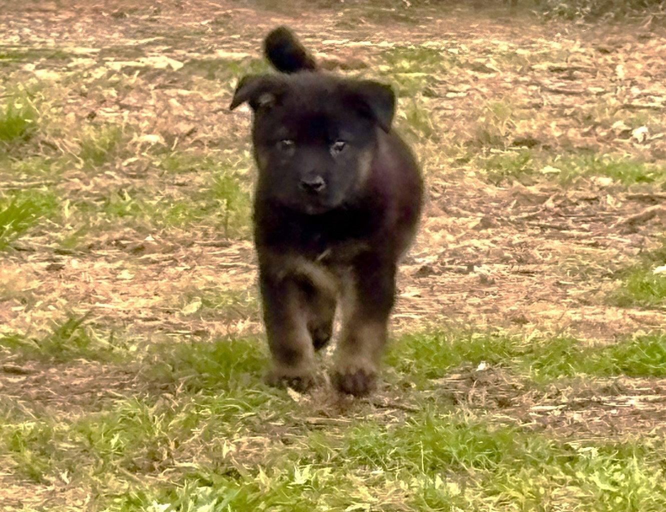 PENDING Anthony 12wks-NeuterContractRequired $250, a Adoptable mixed breed in Holly Hill, SC image 3/3