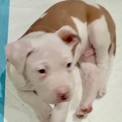 Enlarge Bert, a ADOPTABLE mixed breed in Gastonia, NC image 3/4