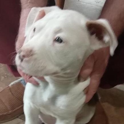 Enlarge Bert, a ADOPTABLE mixed breed in Gastonia, NC image 1/4