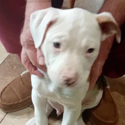 Enlarge Bert, a ADOPTABLE mixed breed in Gastonia, NC image 2/4