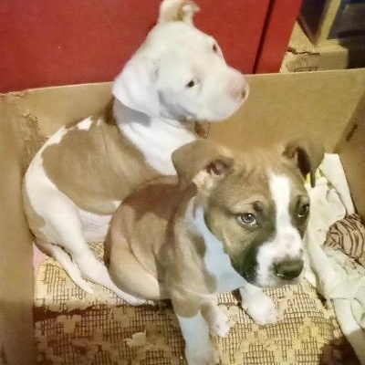 Enlarge Bert, a ADOPTABLE mixed breed in Gastonia, NC image 4/4