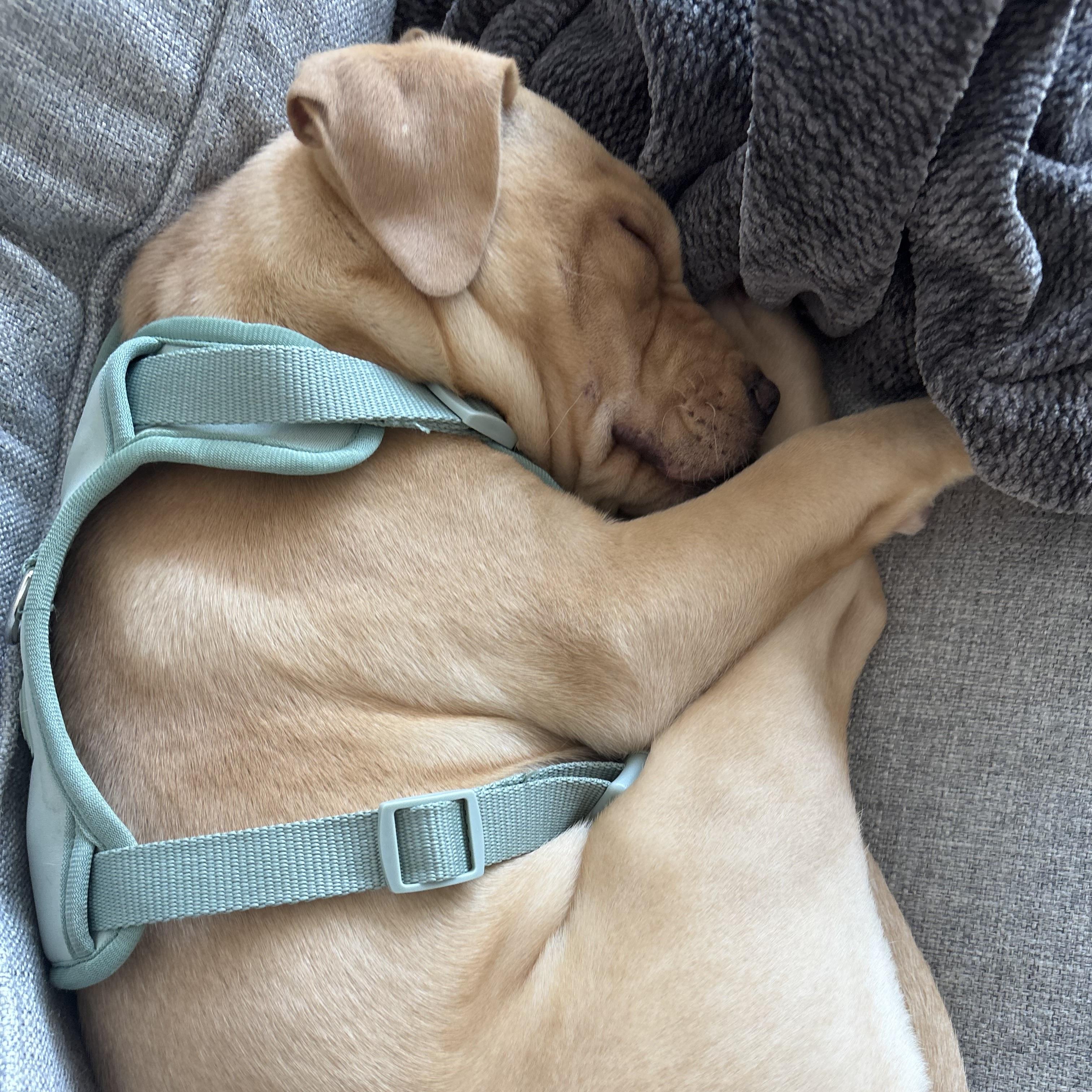 Enlarge Sammy, a ADOPTABLE mixed breed in Prior Lake, MN image 2/6