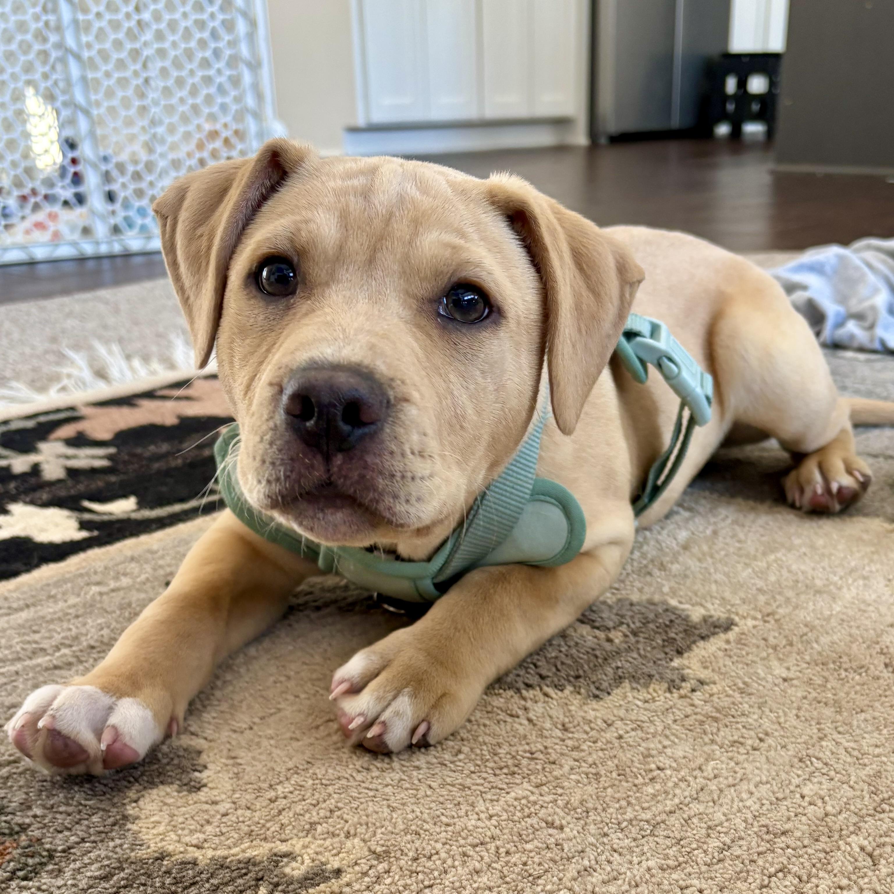 Enlarge Sammy, a ADOPTABLE mixed breed in Prior Lake, MN image 4/6