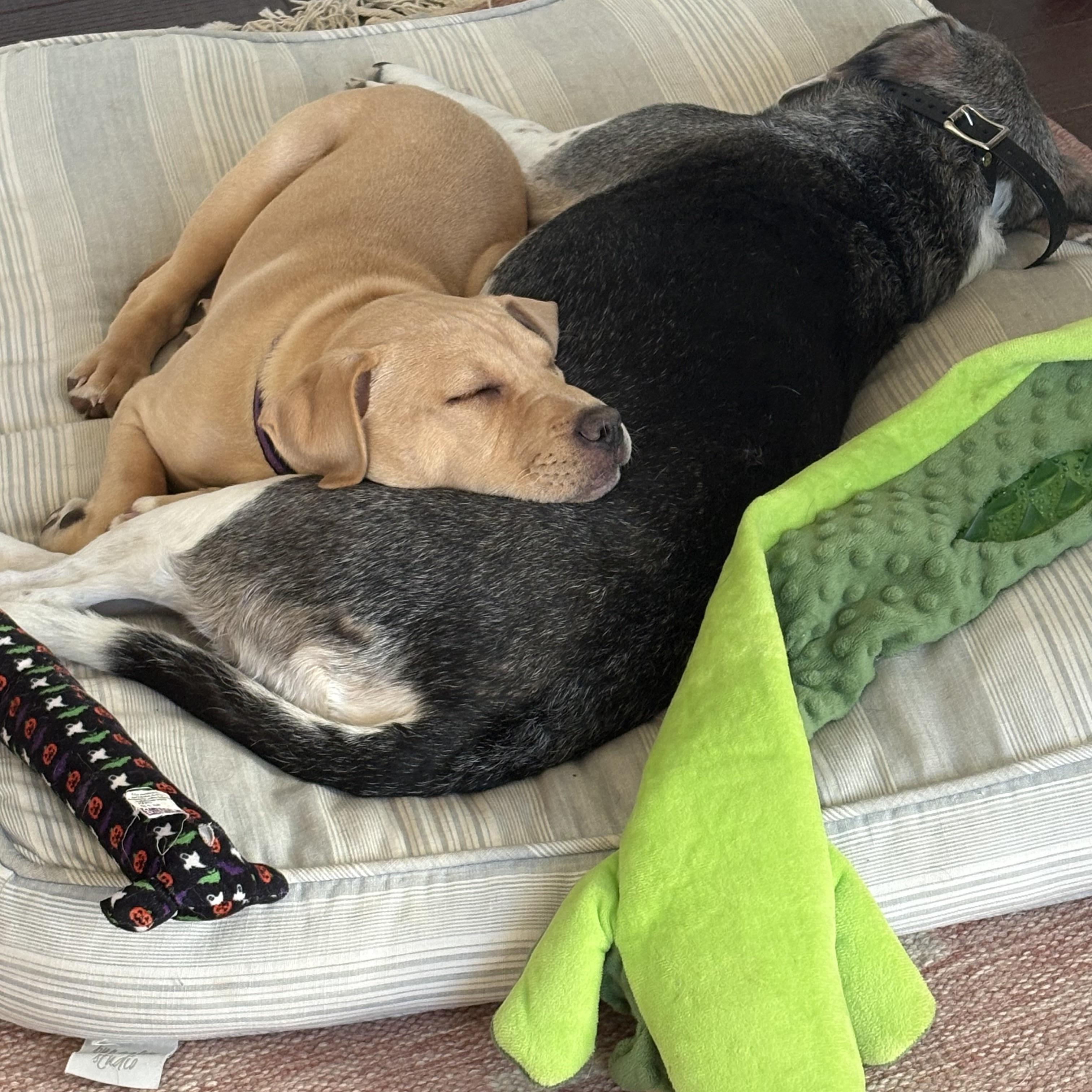 Enlarge Sammy, a ADOPTABLE mixed breed in Prior Lake, MN image 5/6