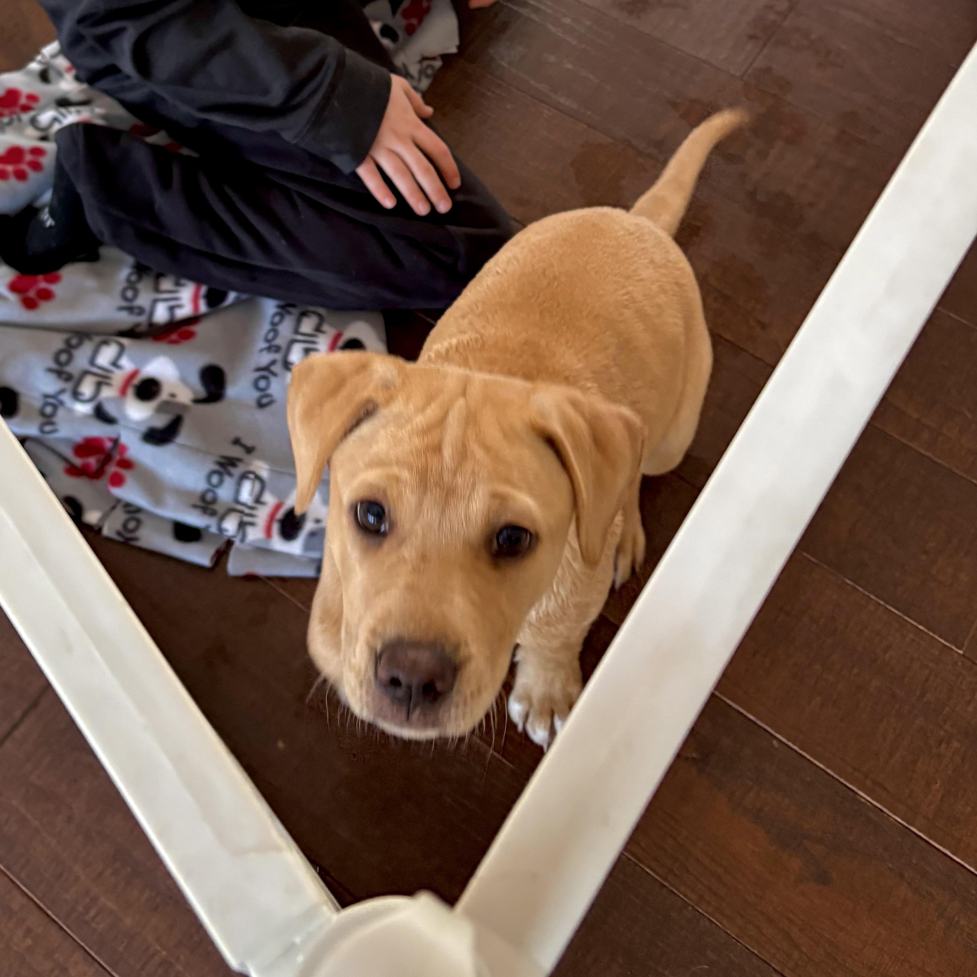 Enlarge Sammy, a ADOPTABLE mixed breed in Prior Lake, MN image 3/6