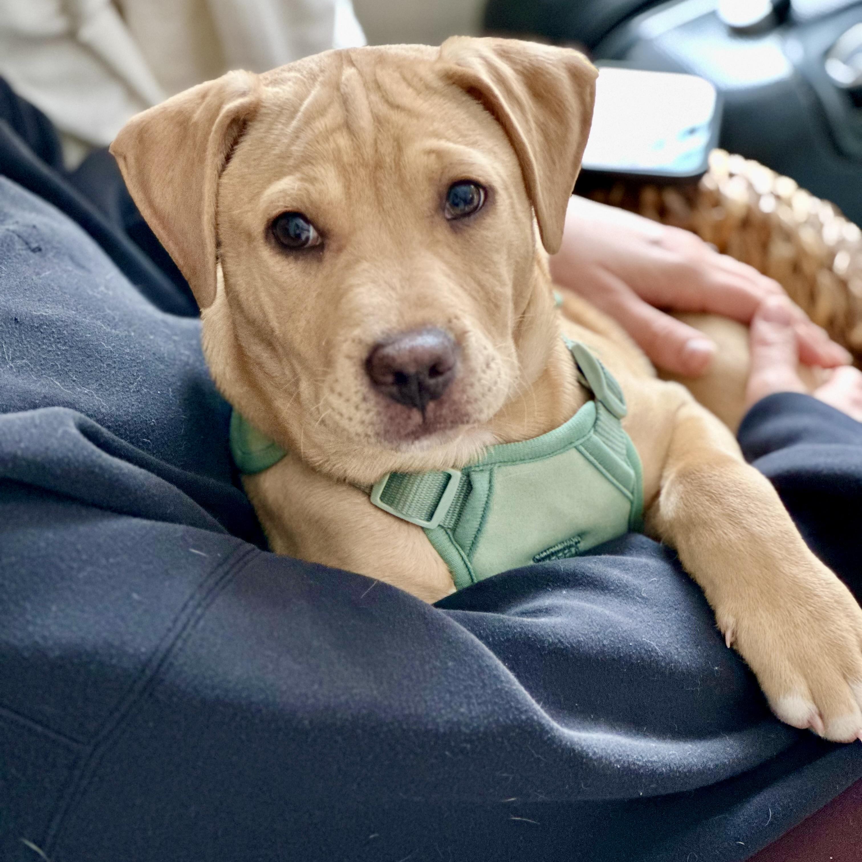 Enlarge Sammy, a ADOPTABLE mixed breed in Prior Lake, MN image 1/6