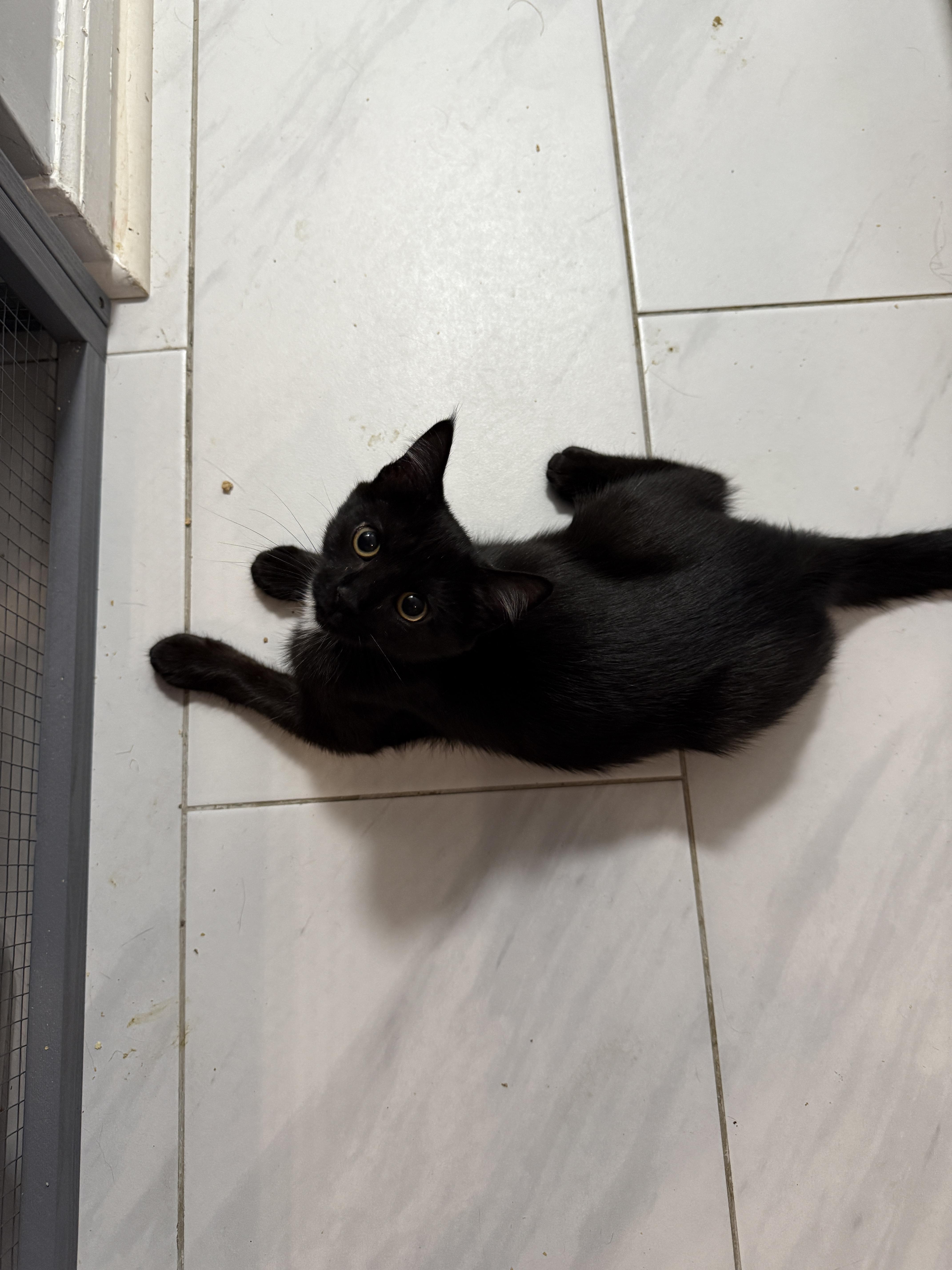 Enlarge Winston, a Adoptable Domestic Short Hair in Plymouth , NH image 3/6