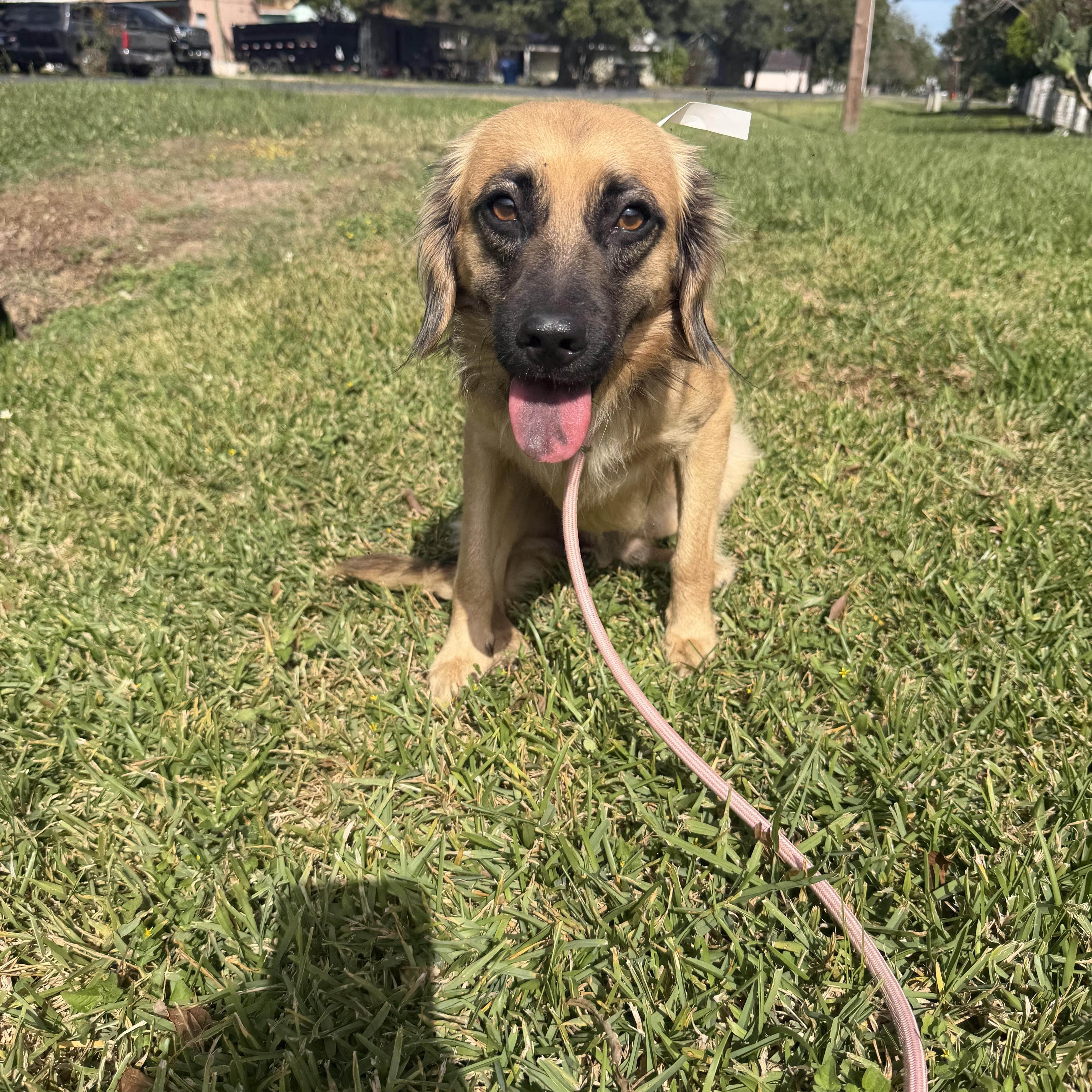 Enlarge Blake, a Adoptable mixed breed in Warwick, RI image 2/3