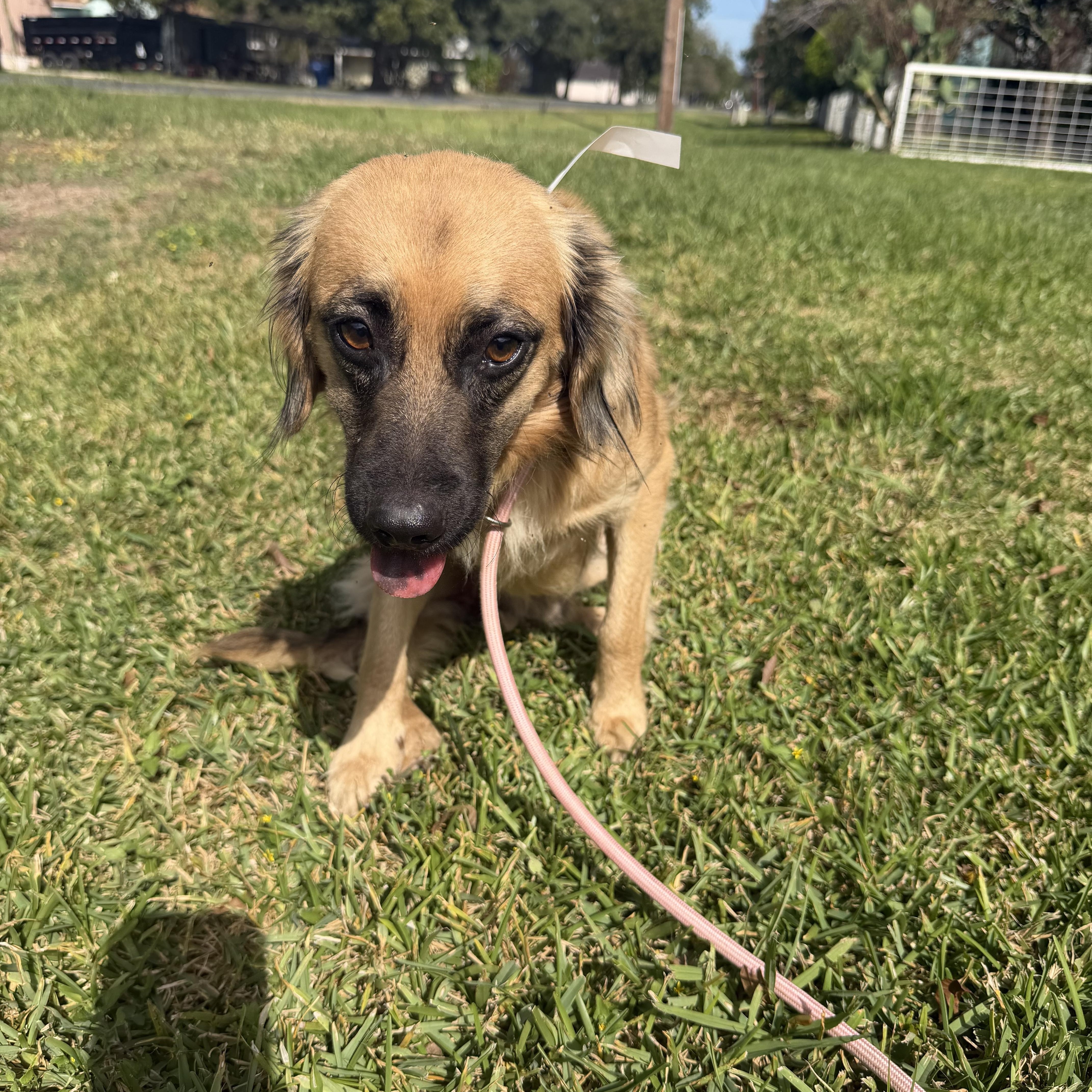 Blake, Adoptable, Adult Male Australian Shepherd.