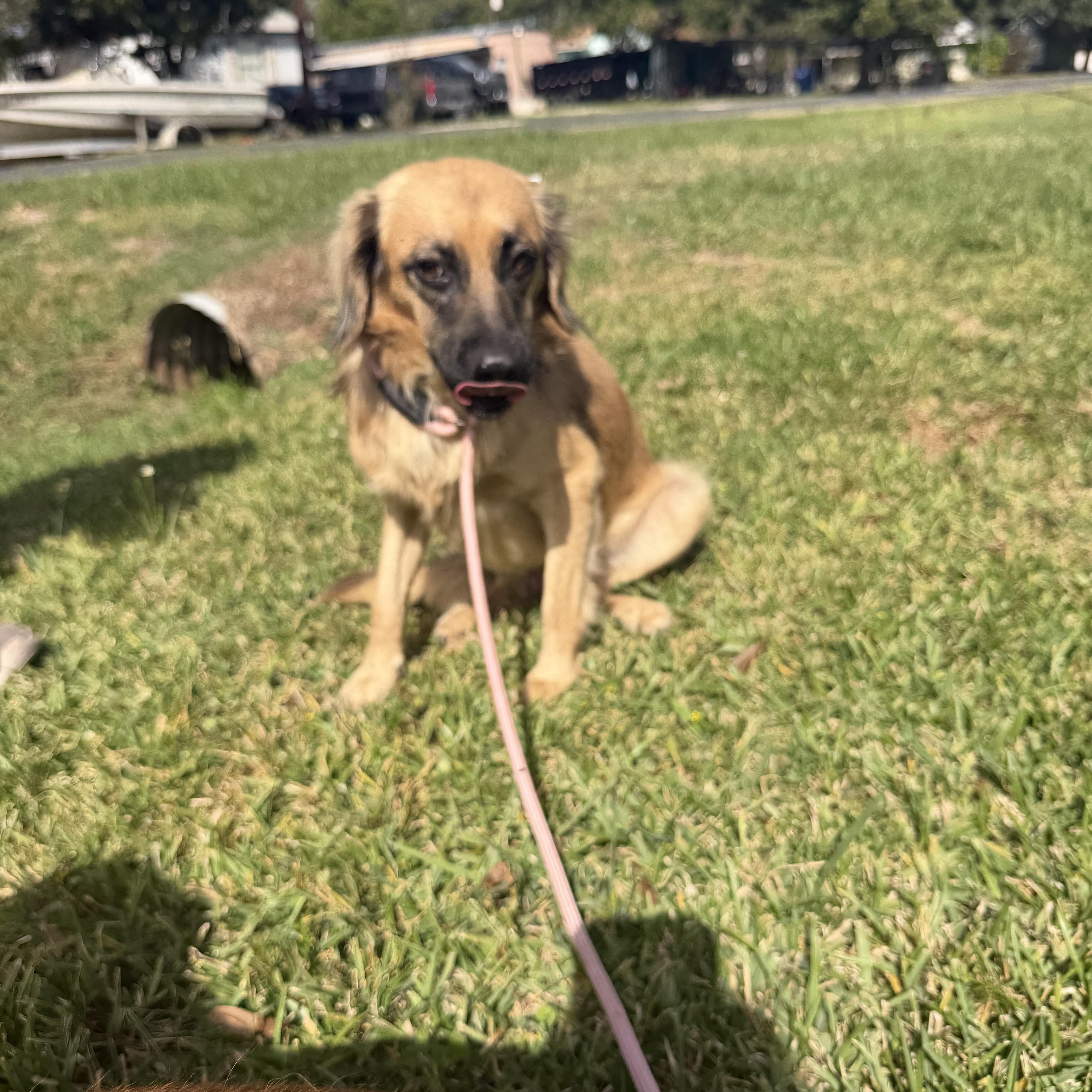 Enlarge Blake, a Adoptable mixed breed in Warwick, RI image 3/3