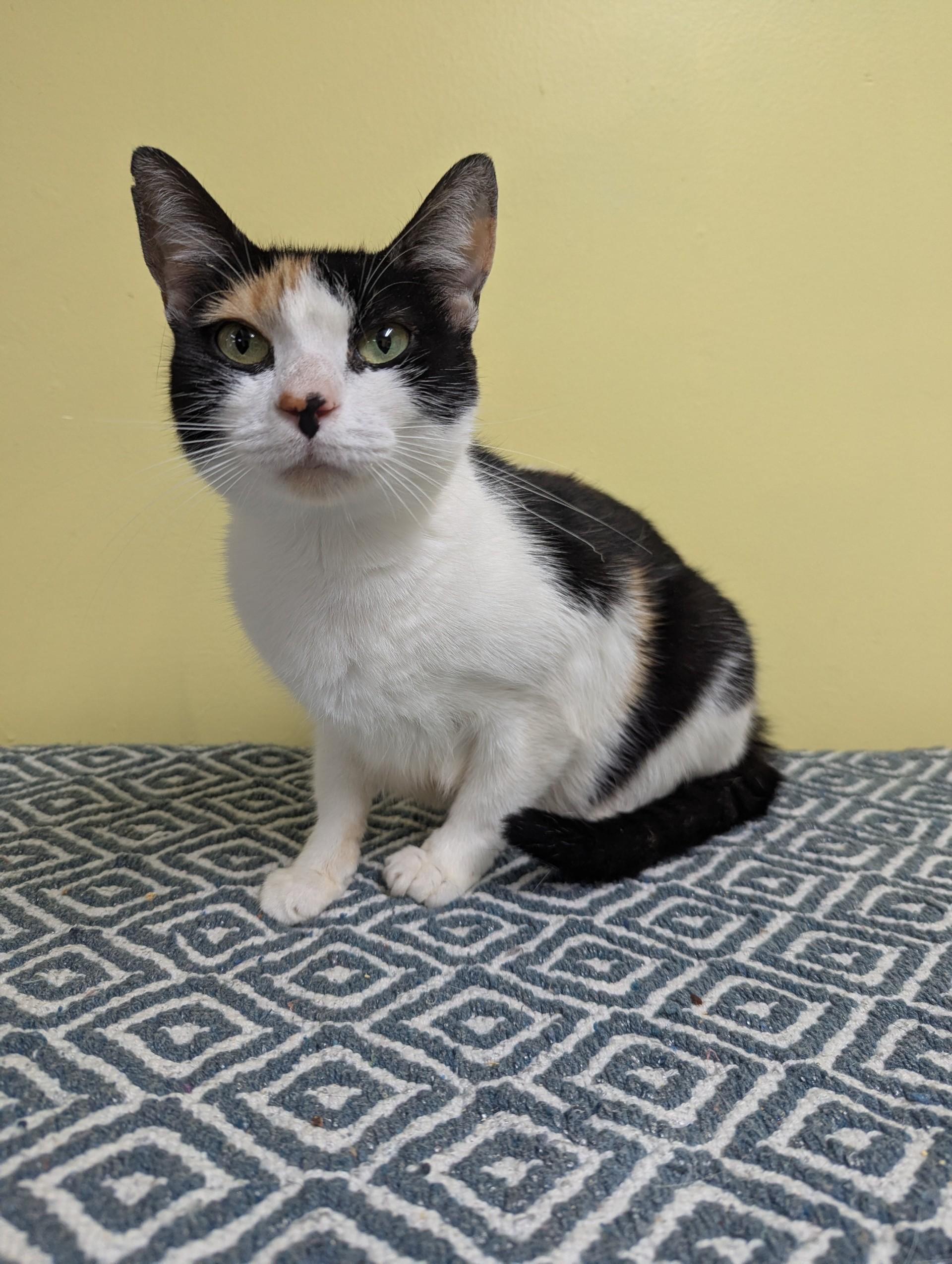 Enlarge Cookie, a ADOPTABLE Domestic Short Hair in Jackson, GA image 1/1