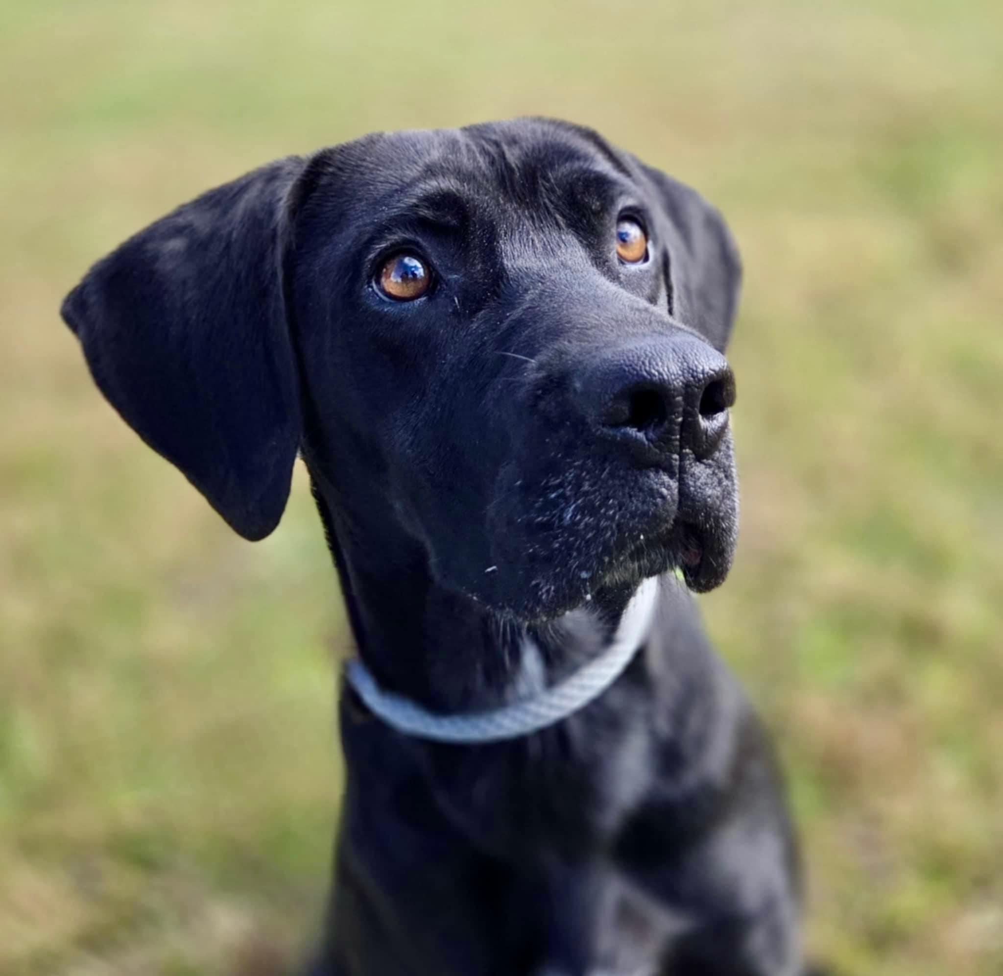 Enlarge Avery, a ADOPTABLE Labrador Retriever in O'Fallon, MO image 4/4