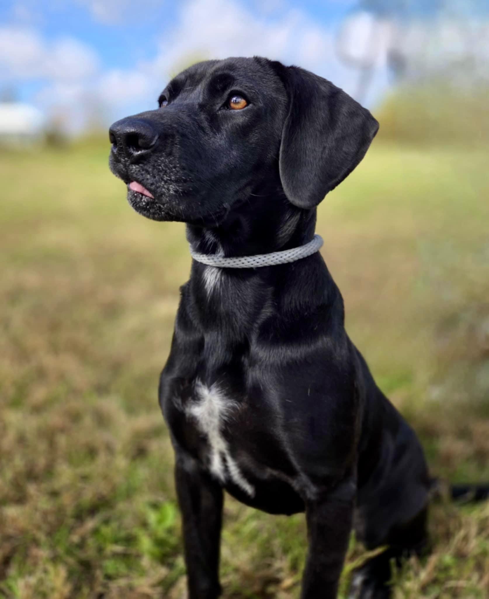 Enlarge Avery, a ADOPTABLE Labrador Retriever in O'Fallon, MO image 1/4
