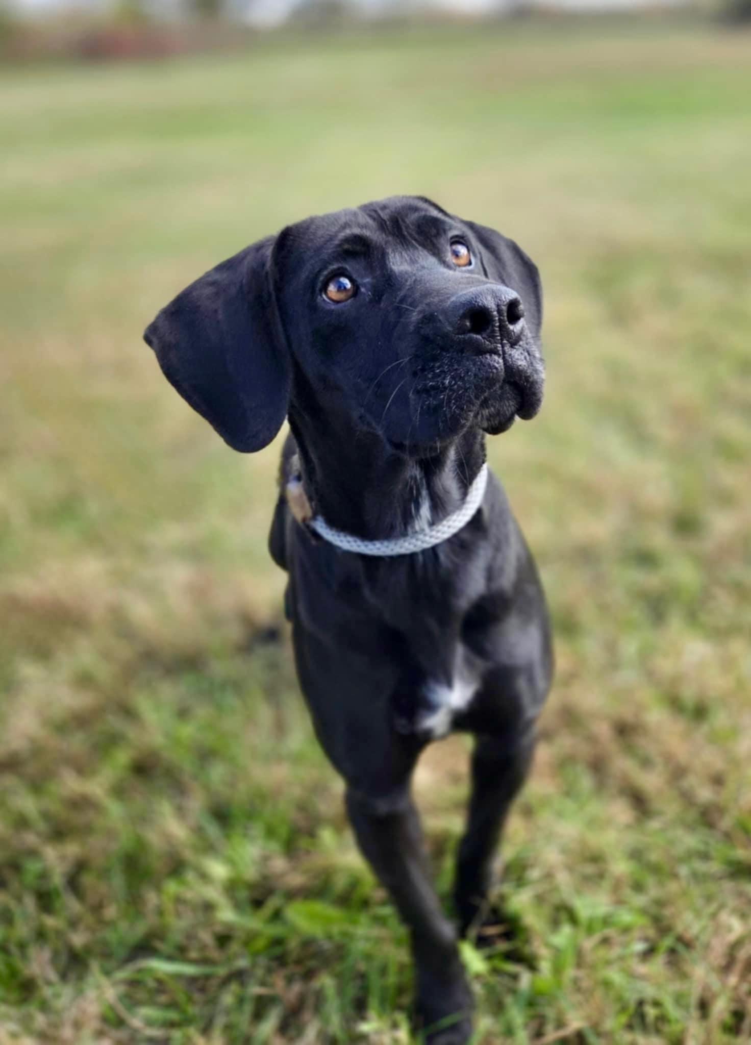 Enlarge Avery, a ADOPTABLE Labrador Retriever in O'Fallon, MO image 3/4