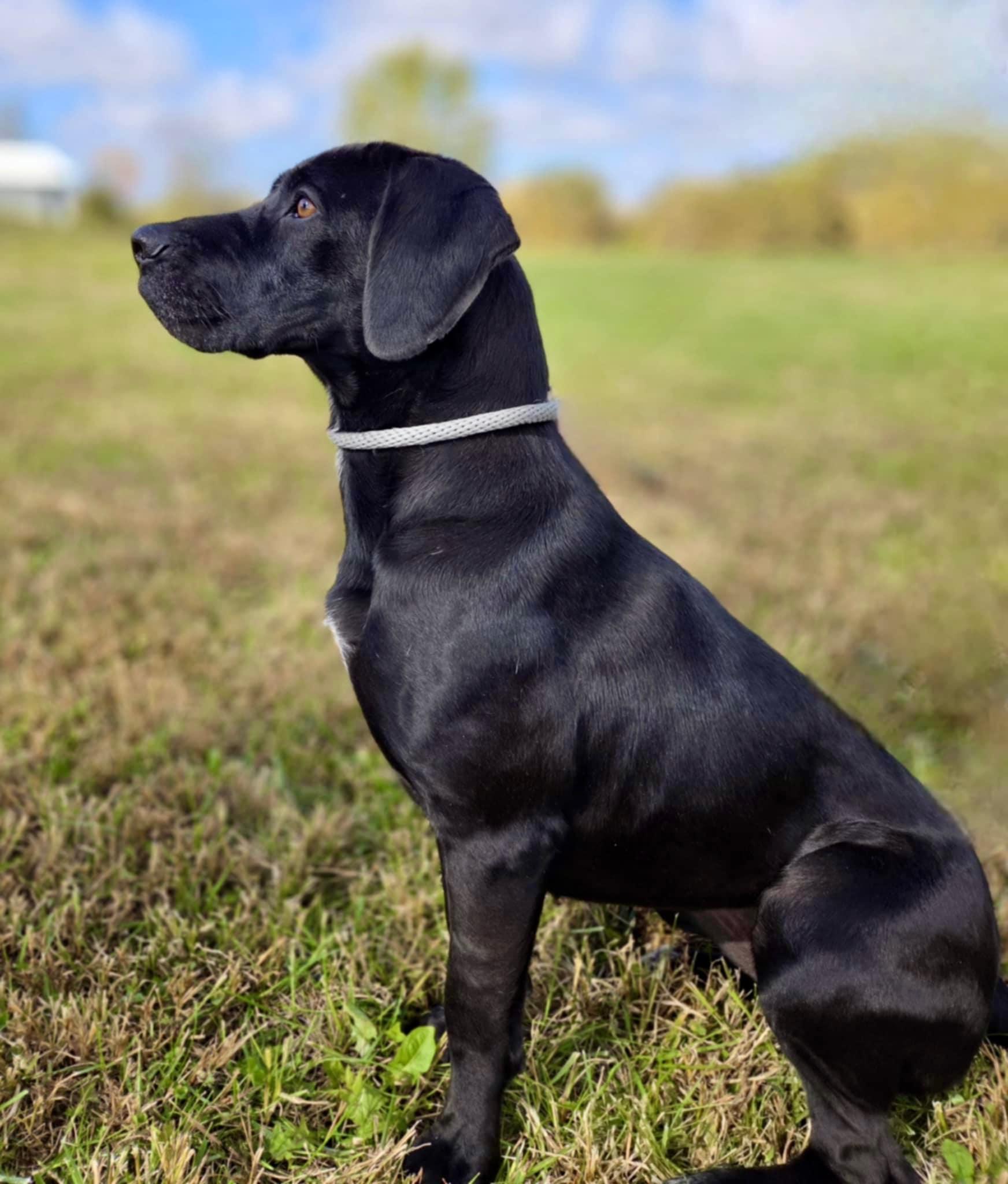 Enlarge Avery, a ADOPTABLE Labrador Retriever in O'Fallon, MO image 2/4