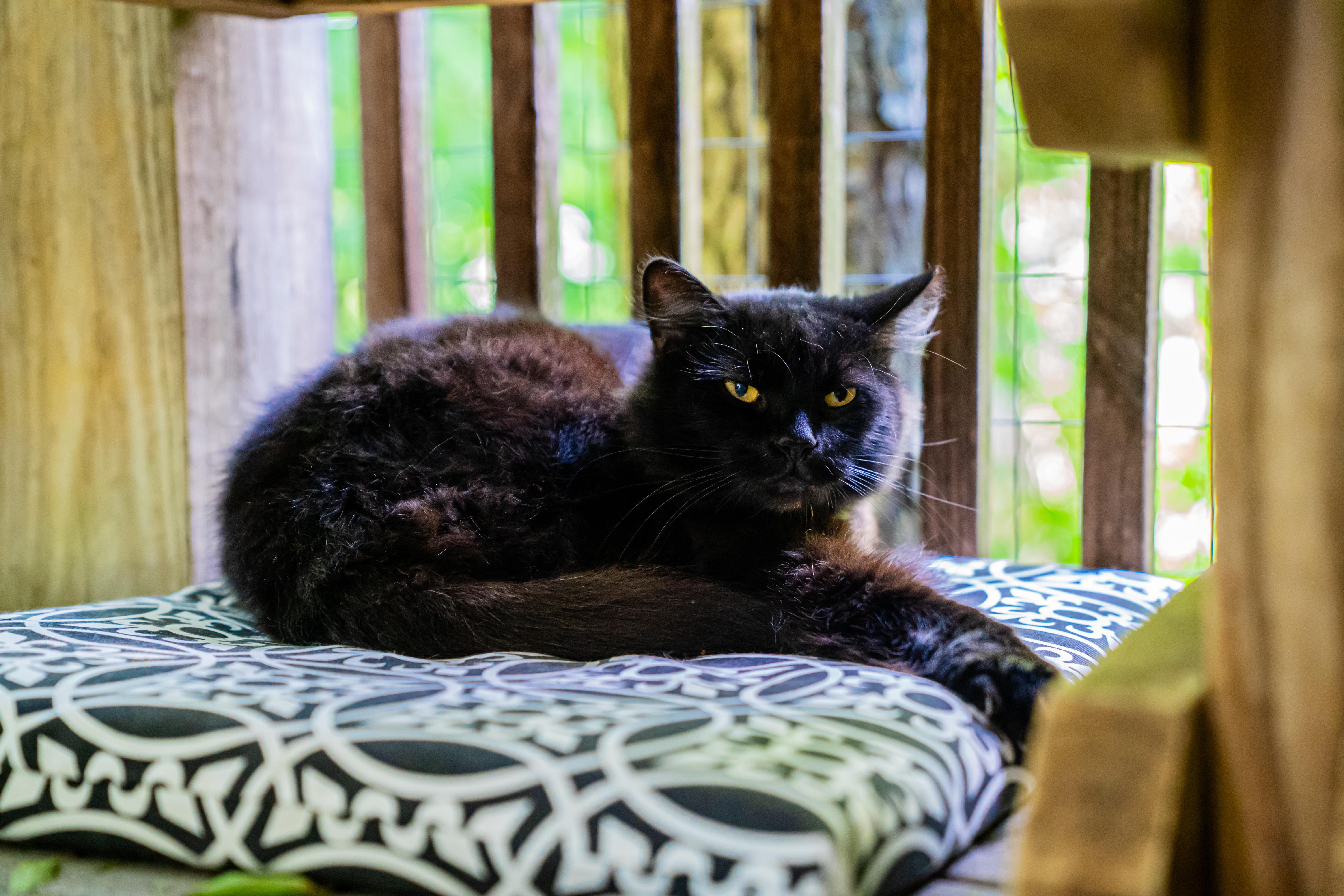 Bosley, a ADOPTABLE Domestic Medium Hair in Dellslow, WV image 3/4