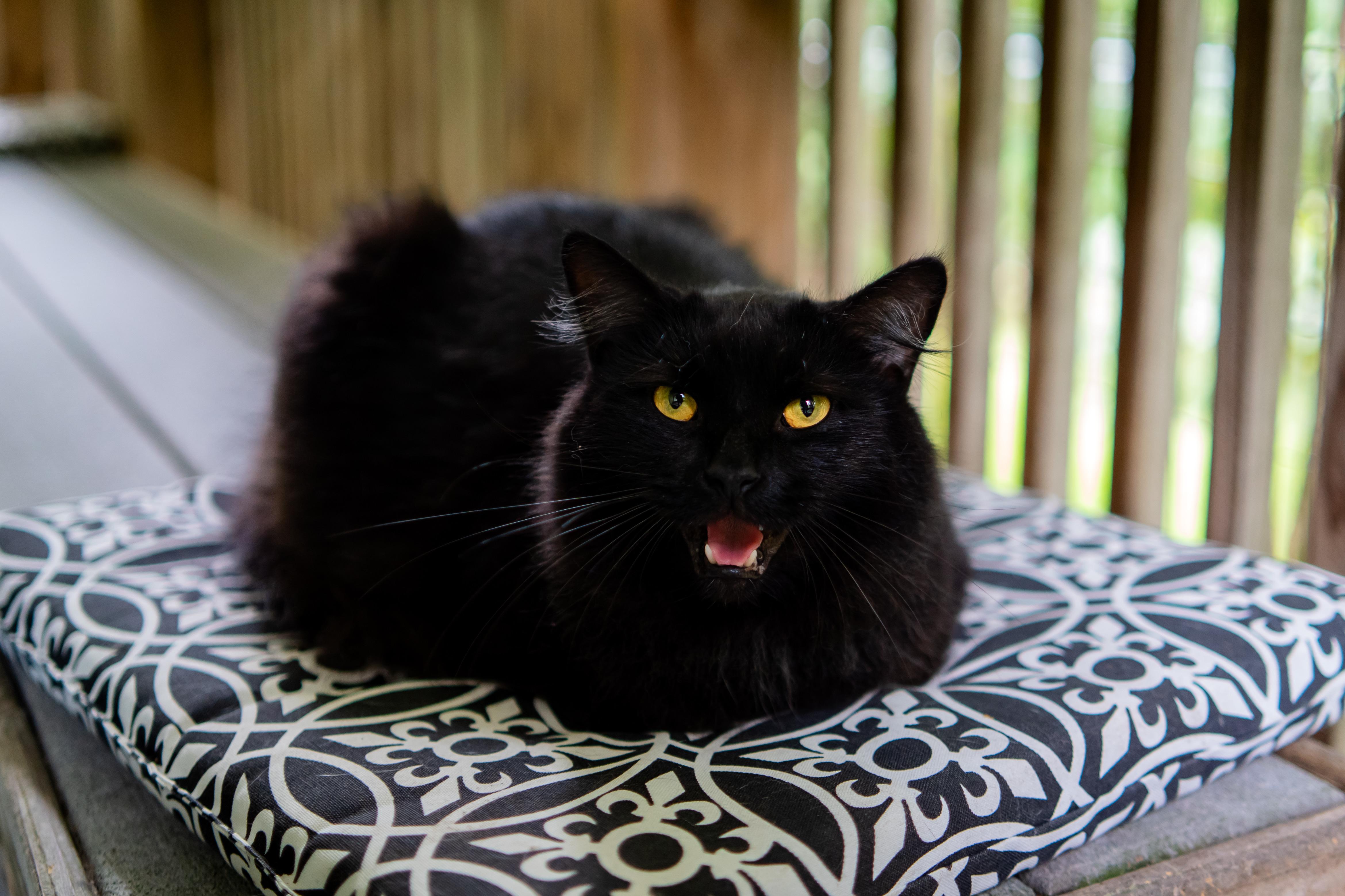 Enlarge Bosley, a Adoptable Domestic Medium Hair in Dellslow, WV image 3/5