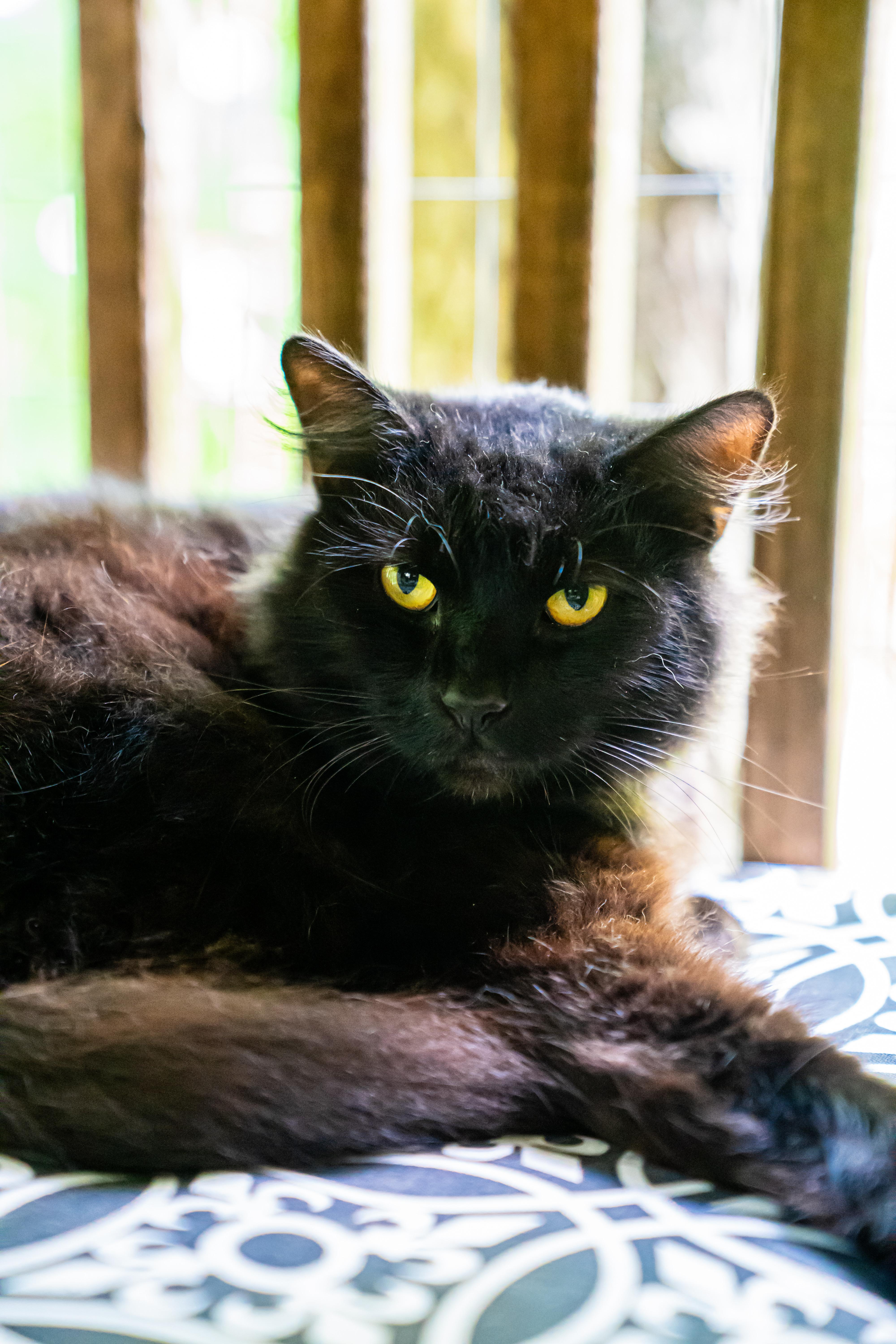 Bosley, a ADOPTABLE Domestic Medium Hair in Dellslow, WV image 4/4