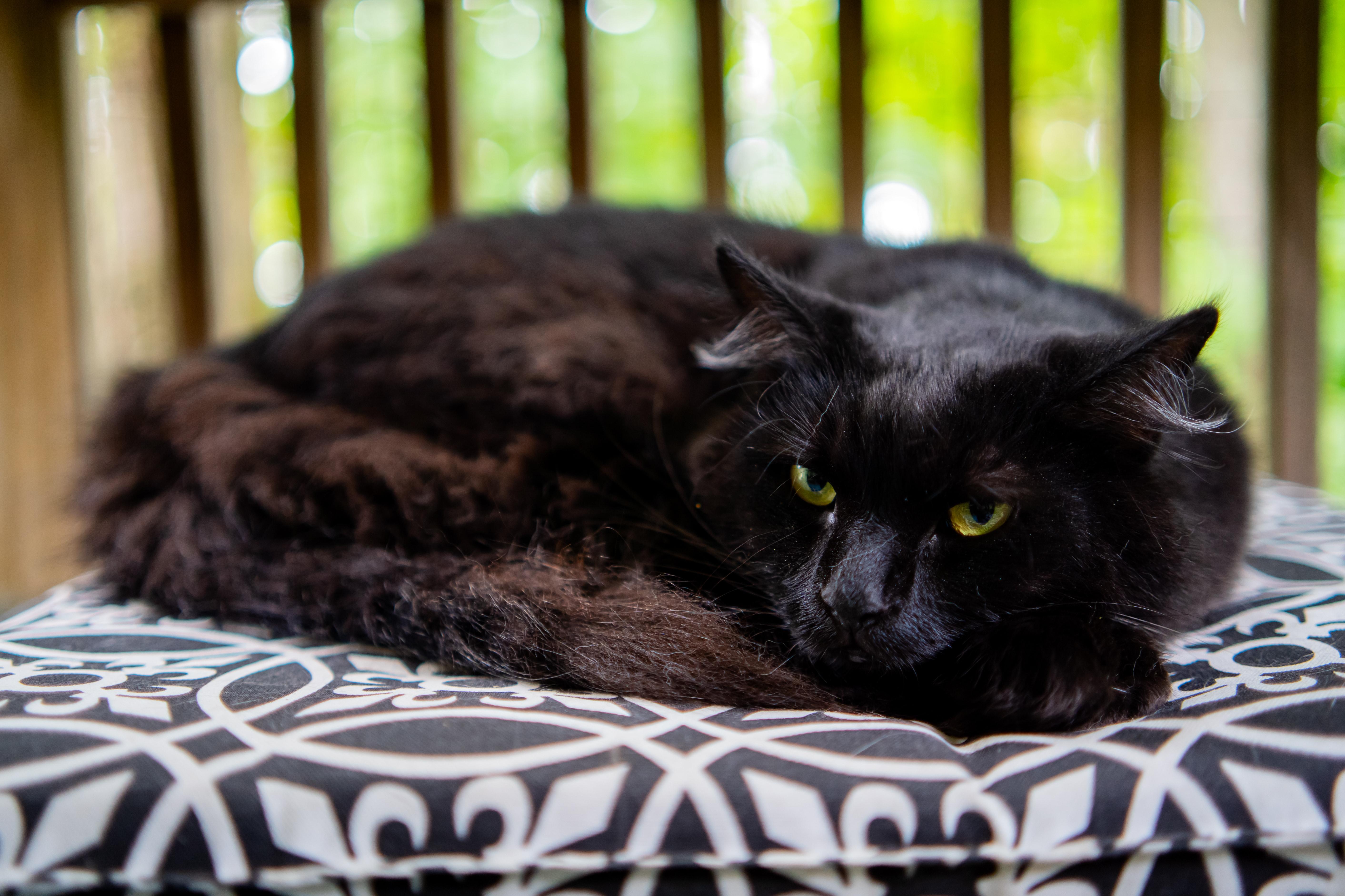 Enlarge Bosley, a Adoptable Domestic Medium Hair in Dellslow, WV image 5/5