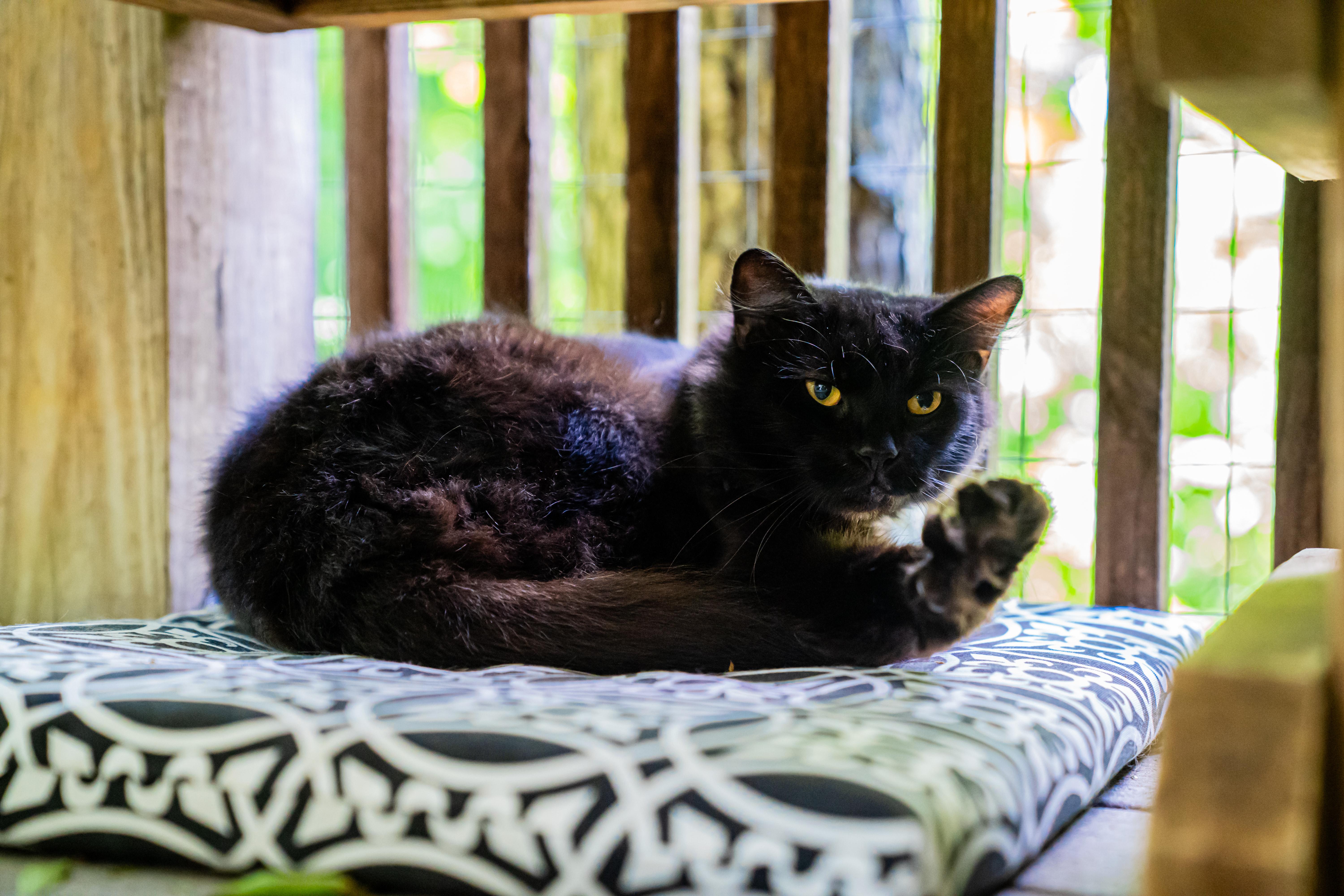 Bosley, a ADOPTABLE Domestic Medium Hair in Dellslow, WV image 2/4