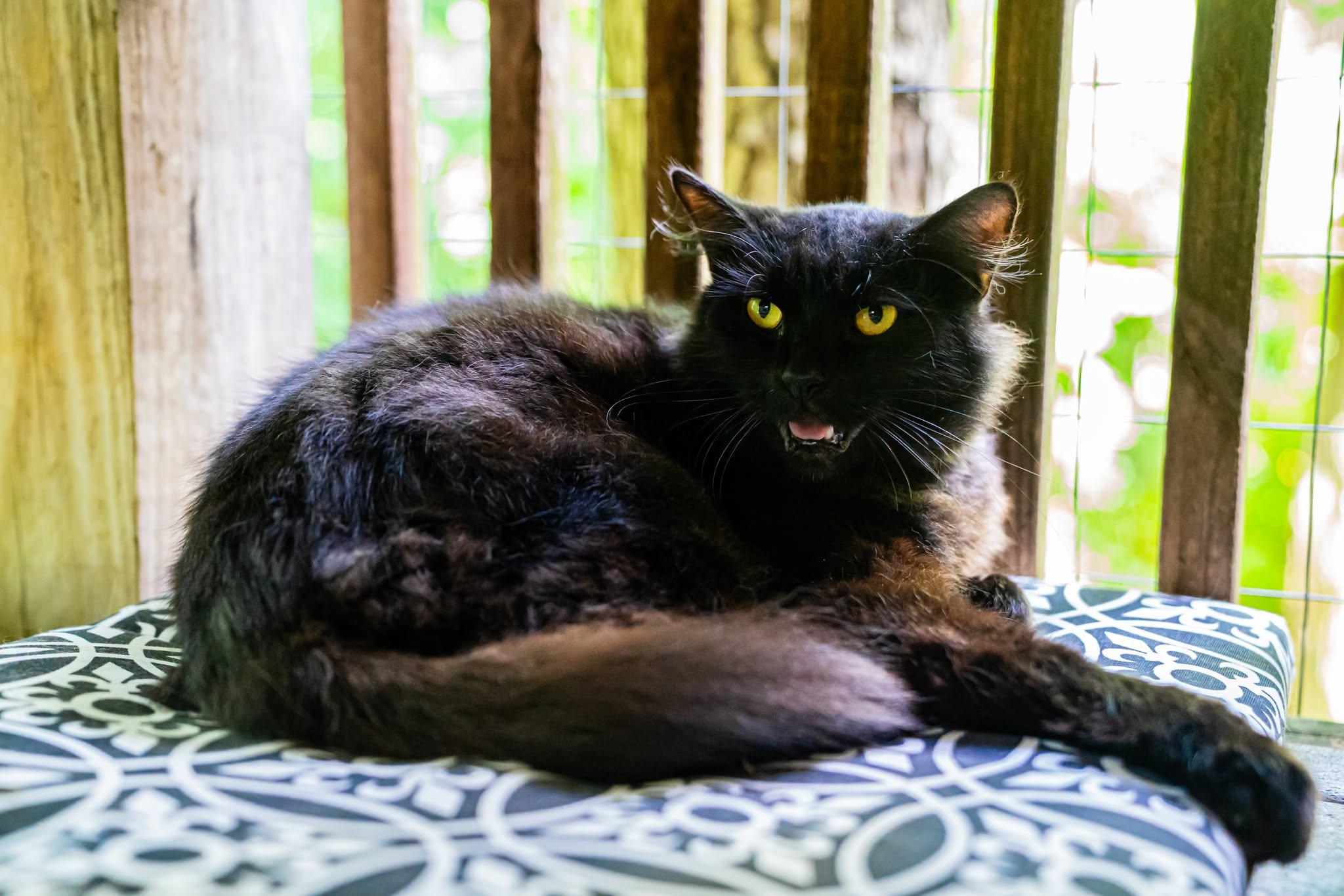 Bosley, ADOPTABLE, Adult Male Domestic Medium Hair.