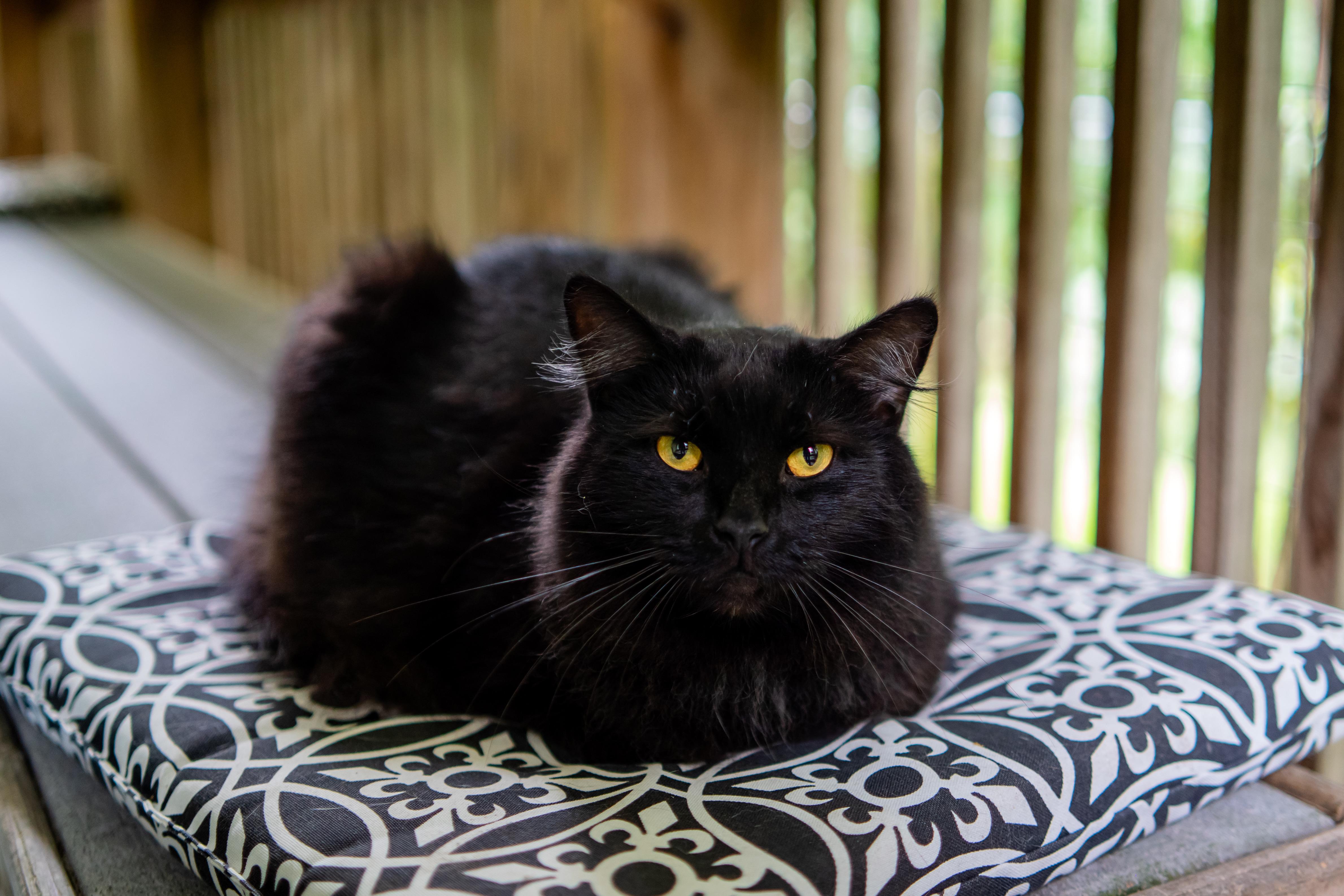 Enlarge Bosley, a Adoptable Domestic Medium Hair in Dellslow, WV image 4/5
