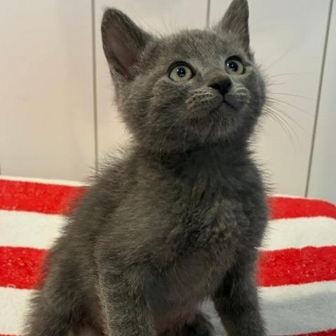 Tiger, Adoptable, Kitten Male Domestic Short Hair.