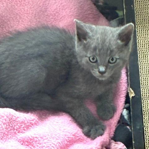 Tiger, a Adoptable Domestic Short Hair in Los Angeles, CA image 4/4