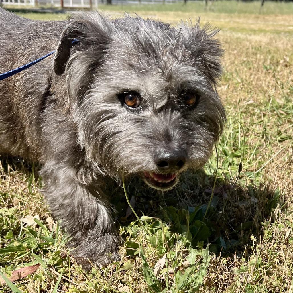 Shania, a Adoptable Terrier in Sonoma, CA image 1/5