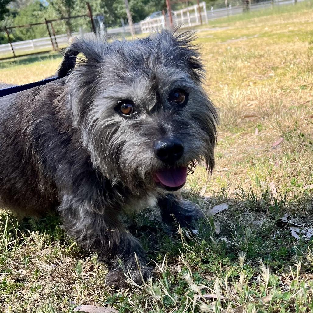Shania, a Adoptable Terrier in Sonoma, CA image 2/5