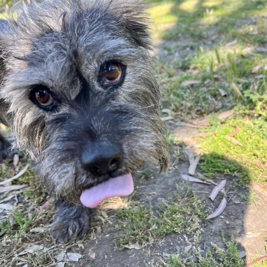 Shania, a Adoptable Terrier in Sonoma, CA image 3/5