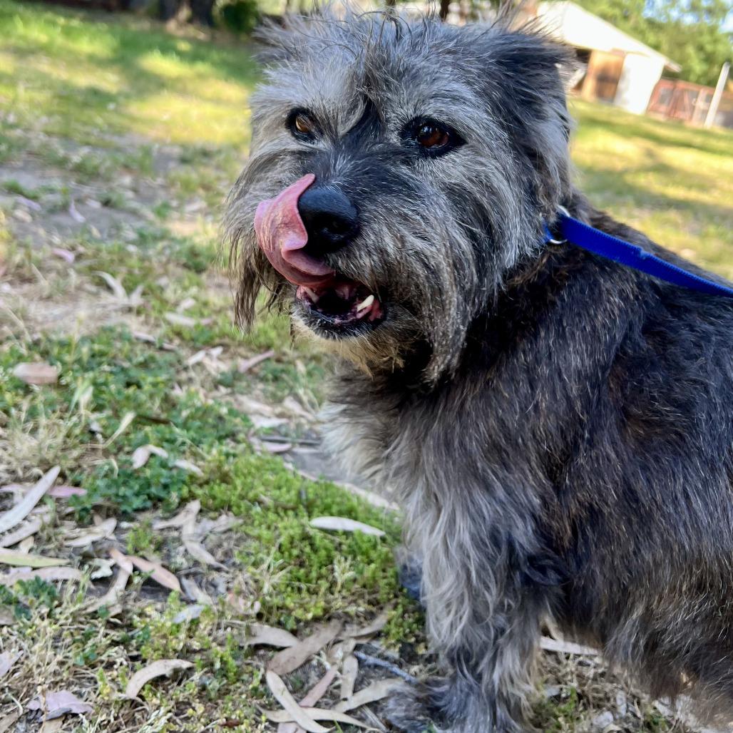 Shania, a Adoptable Terrier in Sonoma, CA image 4/5