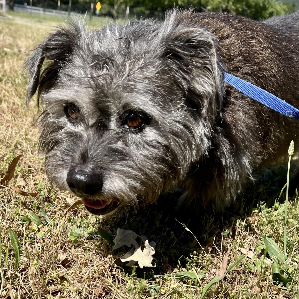 Shania, a Adoptable Terrier in Sonoma, CA image 5/5