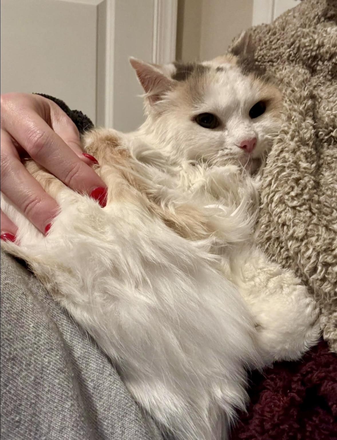 Enlarge Calypso and Cleopatra, an adopted Domestic Long Hair in Indian Trail, NC image 5/6