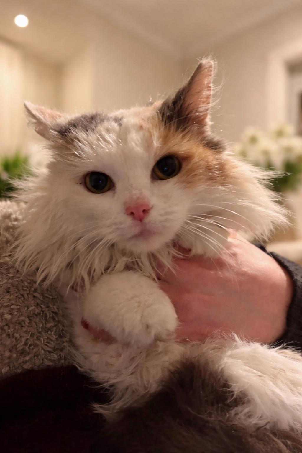 Enlarge Calypso and Cleopatra, an adopted Domestic Long Hair in Indian Trail, NC image 2/6