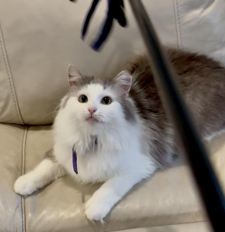 Enlarge Calypso and Cleopatra, an adopted Domestic Long Hair in Indian Trail, NC image 3/6
