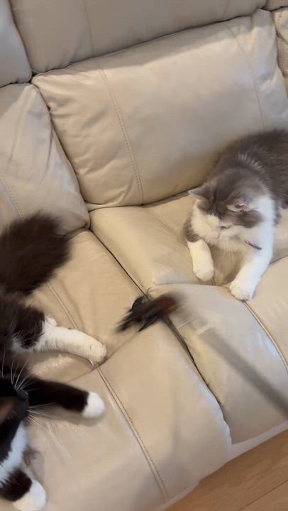 Enlarge Calypso and Cleopatra, an adopted Domestic Long Hair in Indian Trail, NC video 4/6