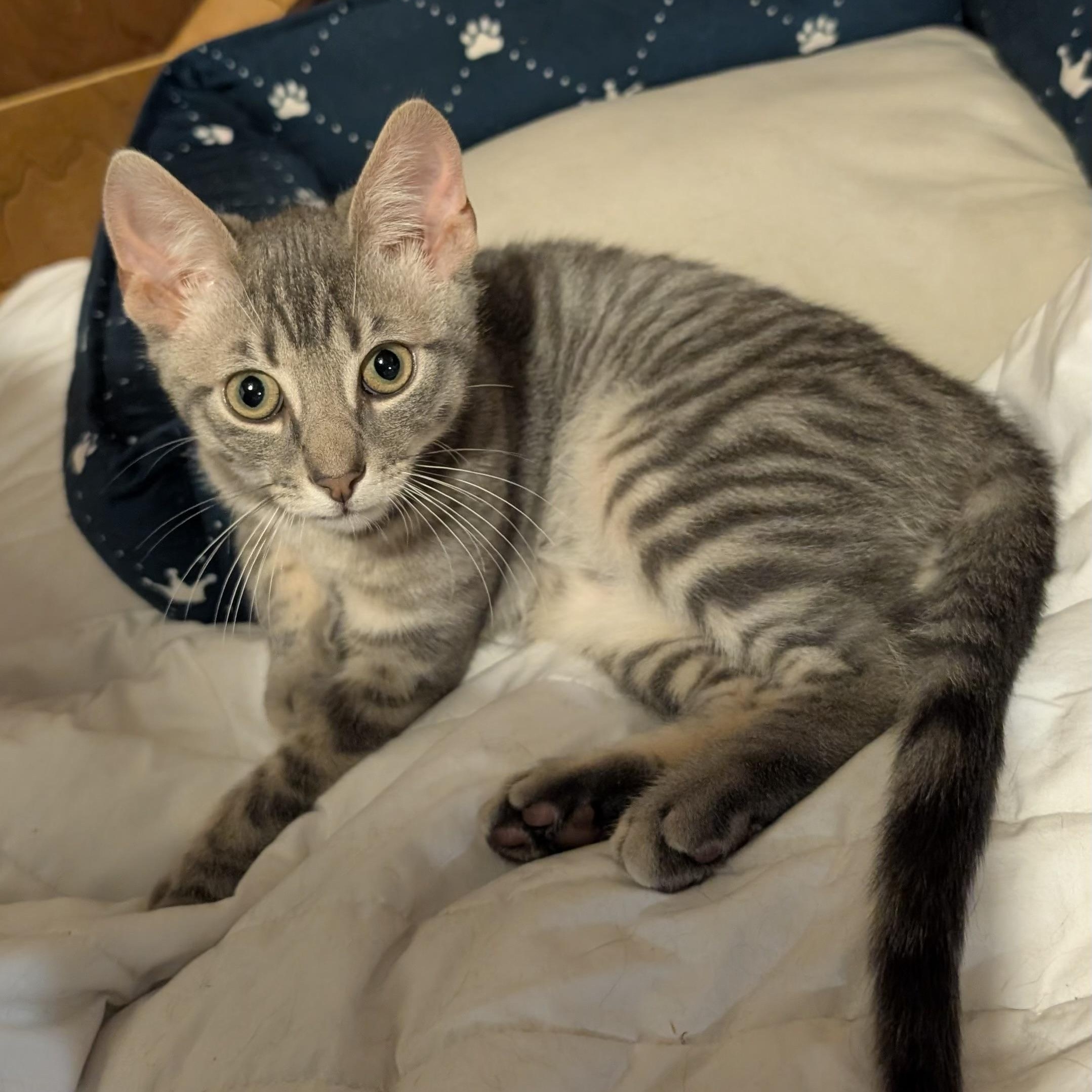 Dermott, Baby Male unknown