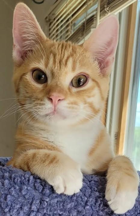 Sherman, a Adoptable Tabby in Austin, TX image 1/6