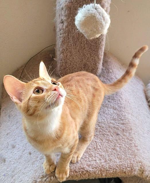 Sherman, a Adoptable Tabby in Austin, TX image 5/6